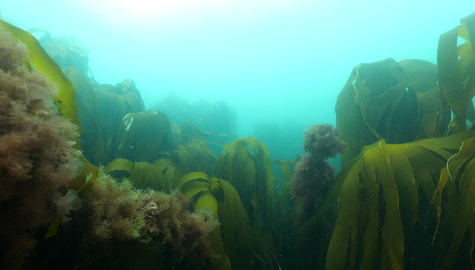 Harvesting Process Íslandsþari Icelandic Kelp